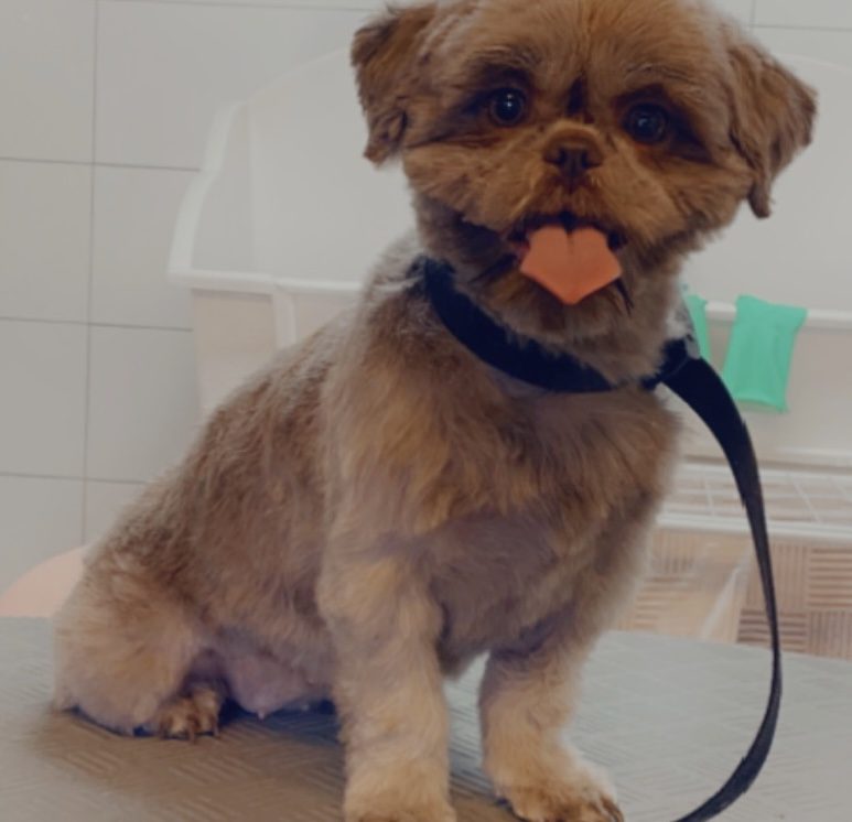 Een bruine shih tzu met zijn tong uit, na de knipbeurt op de trimtafel
