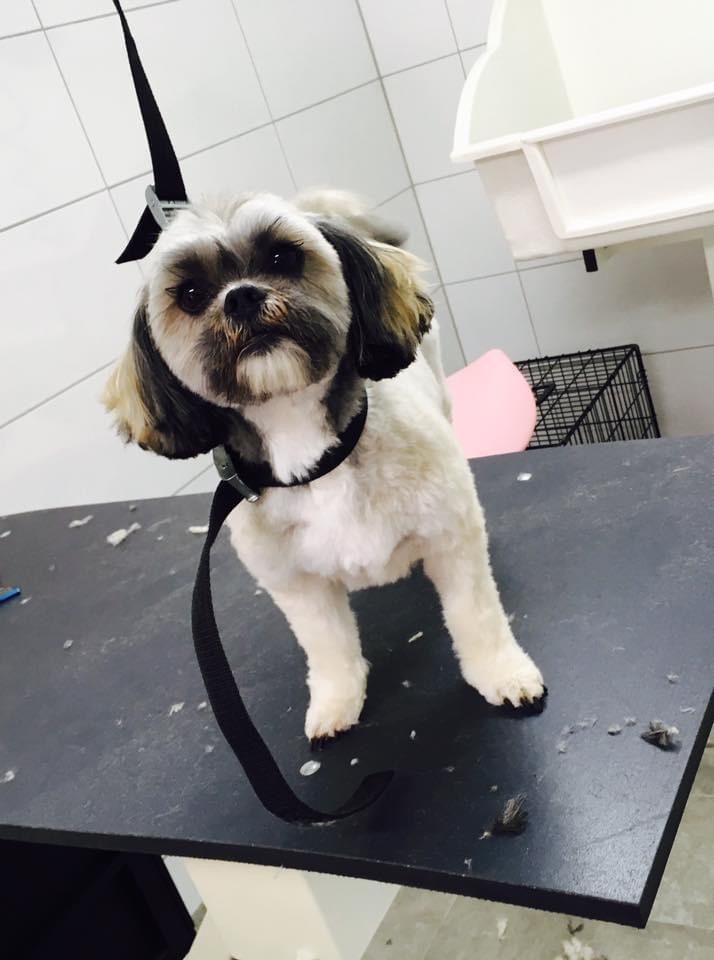 Een shih tzu met een frisse knipbeurt op de trimtafel
