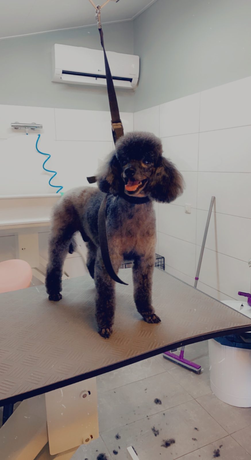 Een bruine toypoedel op de trimtafel in de lichte, betegelde salon