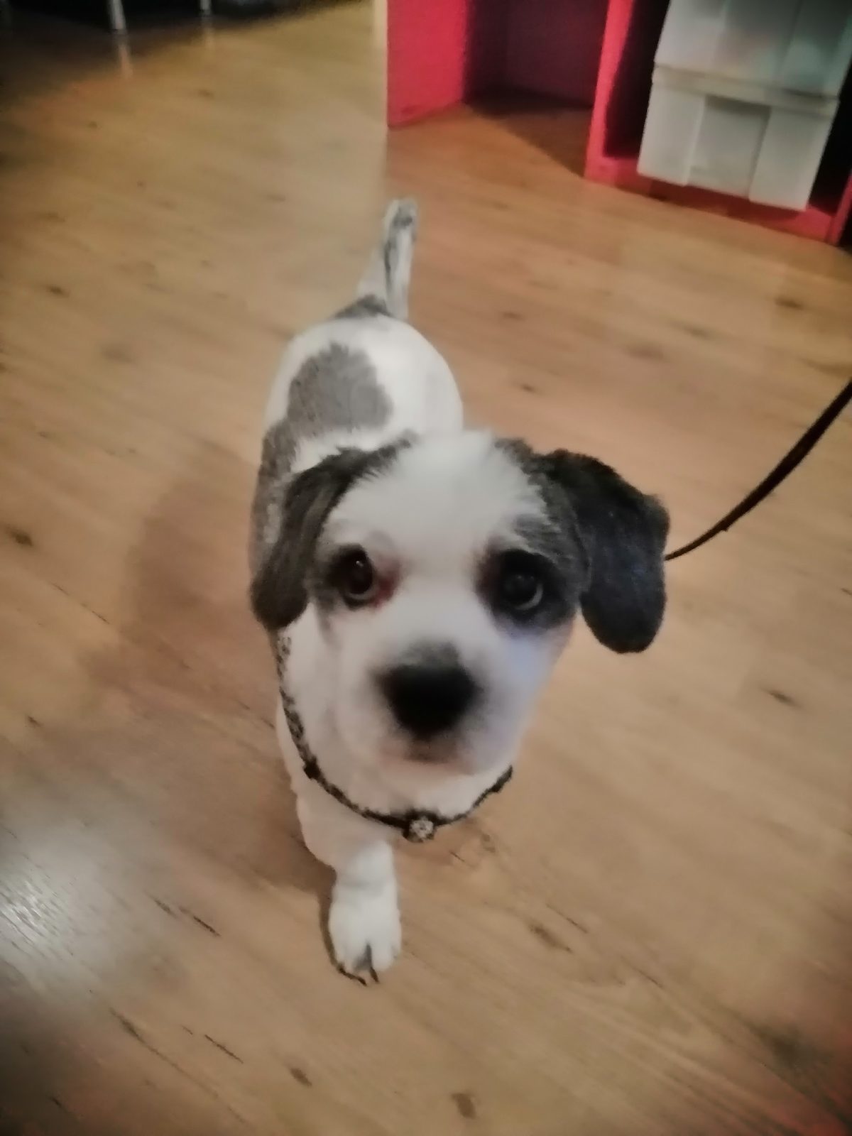 Een zwart-witte hond thuis op de houten vloer, net terug van de trimsalon
