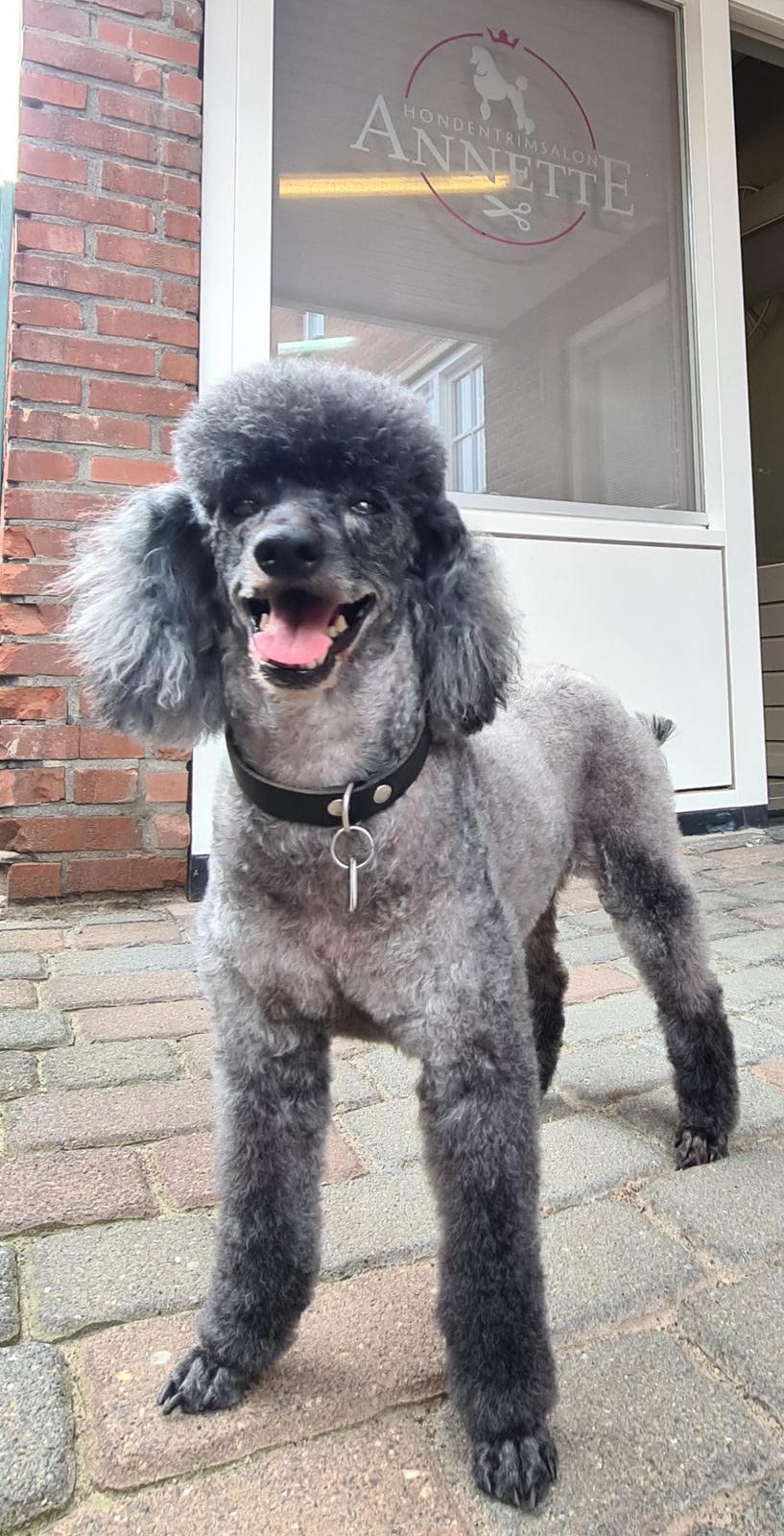 Een grijze poedel, net getrimd, voor het raam van de salon met het logo van Hondentrimsalon Annette