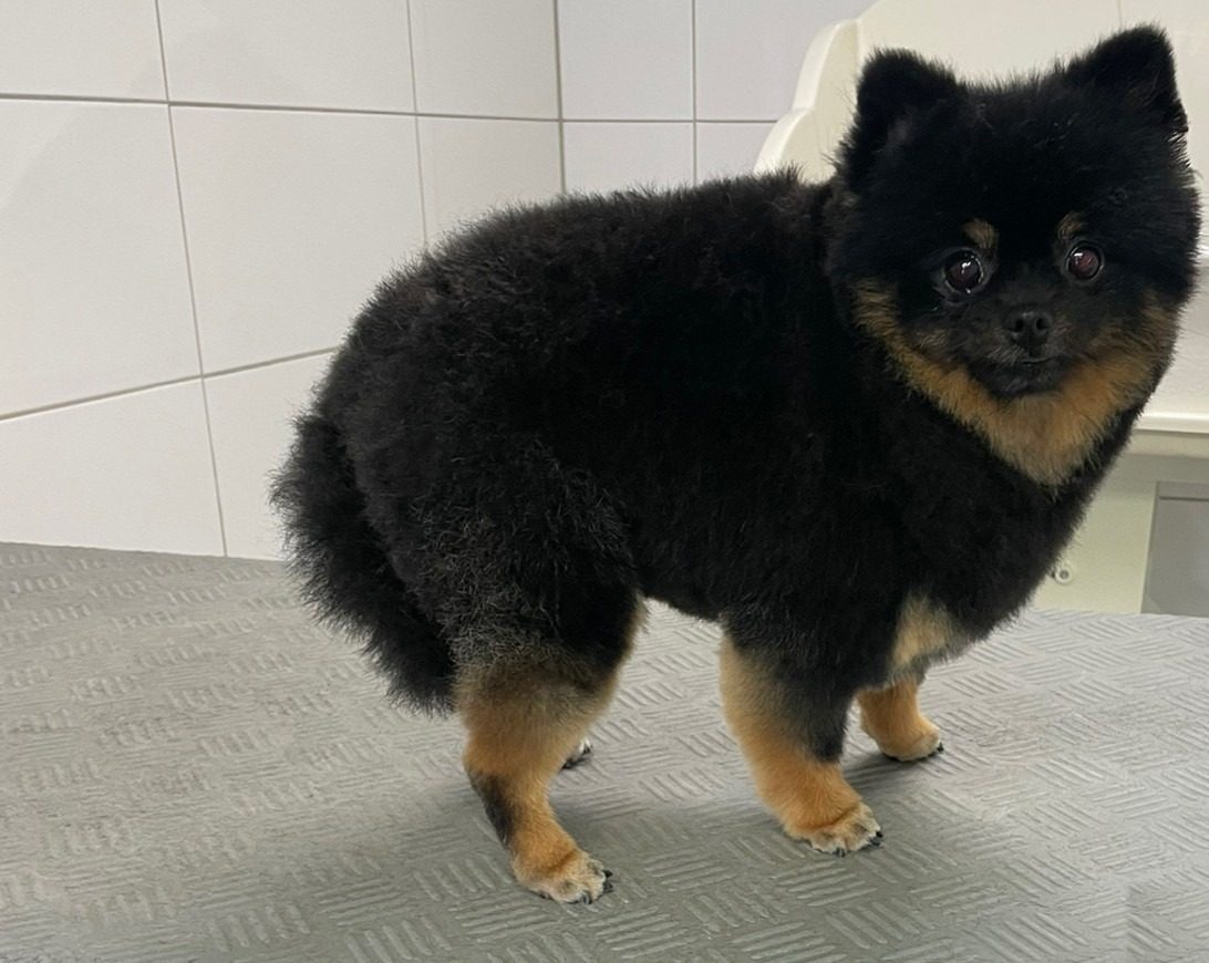 Hetzelfde hondje na de trimbeurt, rond en kort bijgeknipt