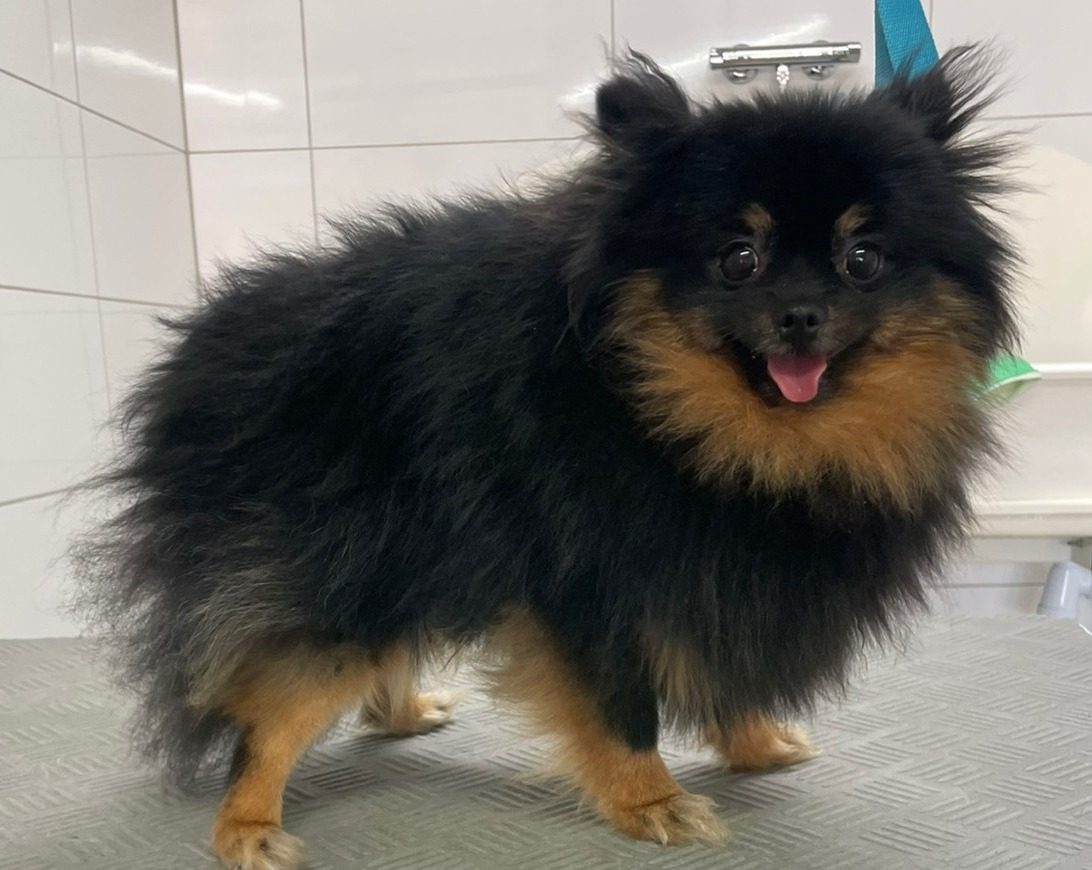 Een zwart-bruin hondje met een lange, pluizige vacht op de trimtafel, voor de trimbeurt