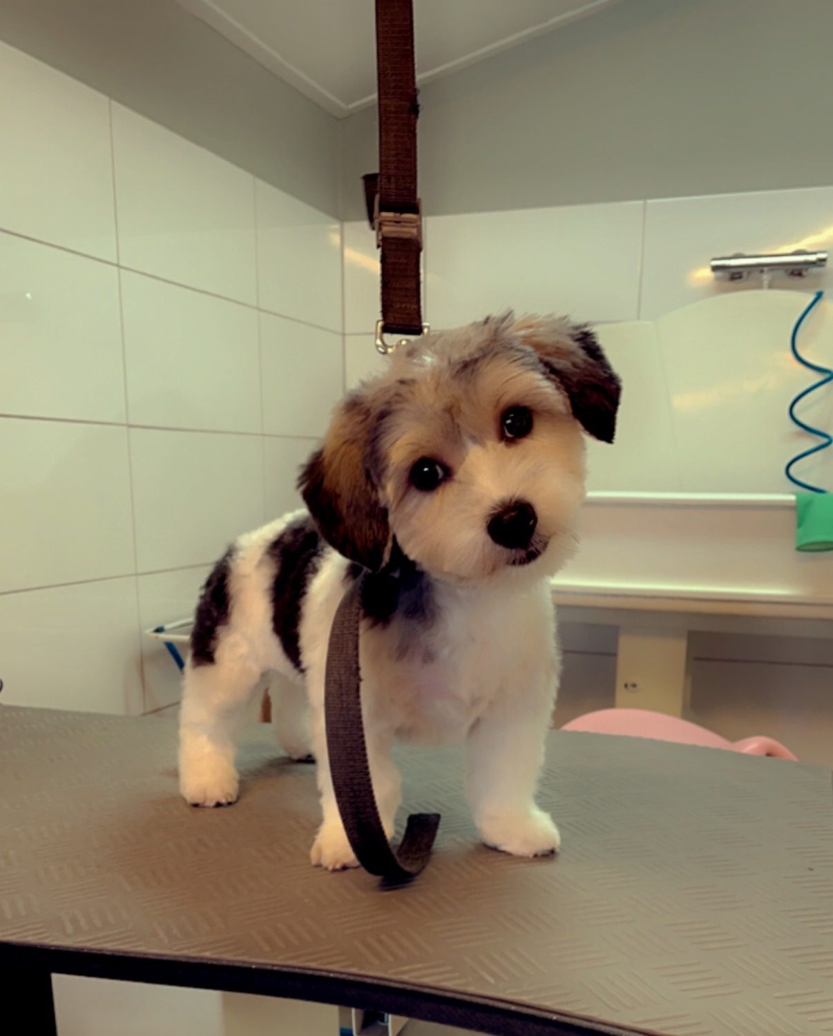 Een pup met een frisse knipbeurt op de trimtafel in de salon van Annette